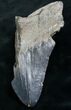 Bargain Megalodon Tooth - South Carolina #7502-1